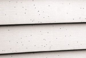 Mulch is Culprit for Black Dots on Your House